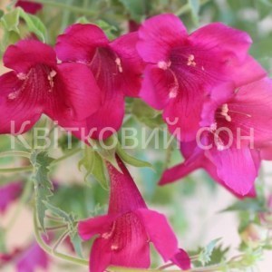 LOFOS PINK_300x300_300x300